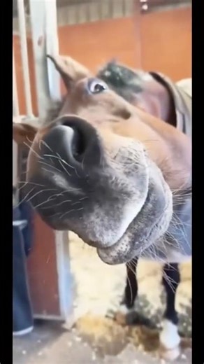 Animal voiceover compilation 🐴 🐟