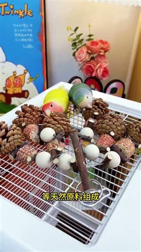 Parrot Nest Box Setup 🐦 | Happy Bird Home 🏠 | Cute Parrot Inside Box 😍