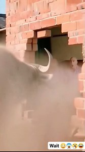 159K views · 1.3K reactions | The bull with anger issue  | Mc Prof Comedy | Facebook