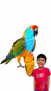 Match the bird with correct shadow #fblifestyle #voiceofaynal #fbyシvideo #fbreelsfypシ゚ #reel #reels #birds #shadow | Voice Of Aynal