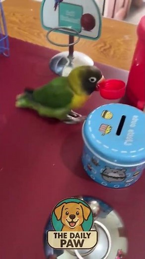 I Trained My Lovebird 🐦 Smart Pet Tricks You’ll Love