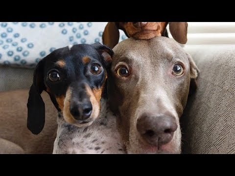 READY to LAUGH? FUNNIEST DOG compilation EVER - Funny DOG compilation