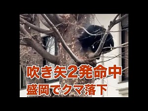 麻酔用の吹き矢２発命中 木からクマ落下…盛岡