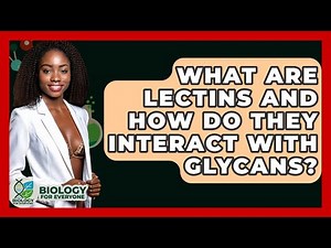 What Are Lectins And How Do They Interact With Glycans? - Biology For Everyone