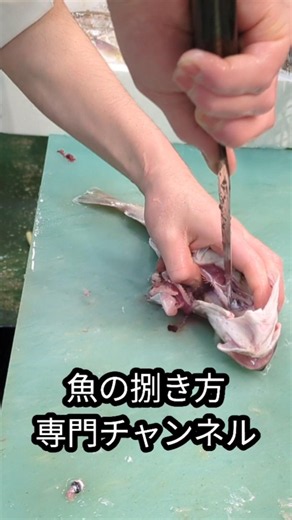 真鱈の3枚卸しと筒切り。手順は本編で詳しく解説しています🐟#真鱈 #タラ #筒切り #たら鍋 #shorts #new #howto #おすすめ #簡単 #料理 #釣り