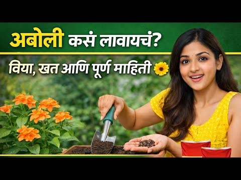 Aboli कसं लावायचं? बिया, खत आणि पूर्ण माहिती 🌼”#Aboli #AboliPlant #Gardening #GardeningTips