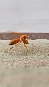 35K views · 110 reactions | ‍ Insane footage of a wasp trying to reattach it's own head. What do you think happened, 樂❓ | Strange World | Facebook