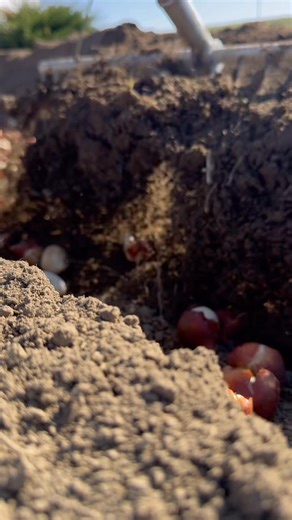 Planted a couple thousand tulips in the cutting garden. We treat tulips as annuals and do this every year. Then we pull the bulb with the stem and flower in the spring and compost the bulb once we cut. It’s a lot of work but so worth it! 🌷 | Pine & Posey