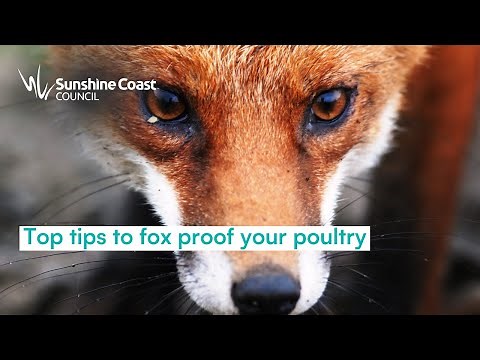 Fox proof your poultry