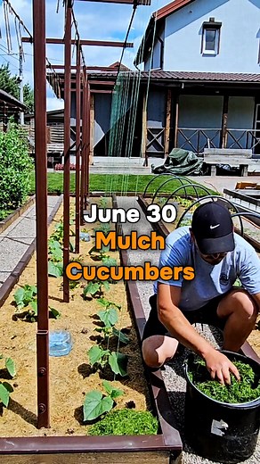 281K views · 772 reactions | Mulching cucumbers. I always mulch cucumbers with a thick layer, in 4-5 stages per season. As mulch, I always use only freshly mown lawn grass. I put down a thin layer of mulch every three weeks to give the previous layers time to dry out and prevent mold from forming. | Harvest Garden | Facebook