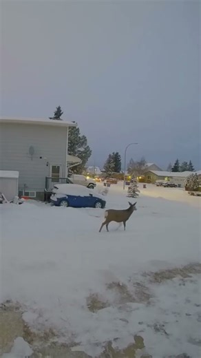 deer stops to watch a car drive by #deer #winter #canada