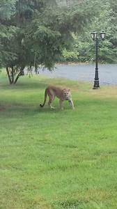Never Let Your Kids Play Outside Alone 😨 📖 Full Story : Some people might not believe this. In Vancouver (Canada) , a woman accidentally saw a mountain lion walking through her yard. She couldn’t believe it, since mountain lions aren’t supposed to be anywhere near her town. But what really terrified her was when she realized it wasn’t alone, there was a smaller lion with it, trying to find a way into her house. That’s why you should never leave your door wide open or let your kids play outside
