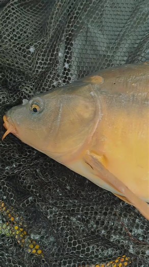 der schuppi ist von@Spiegler Luiz🎣 #CapCut #fishing #karpfenfischen #karpfenangeln #carp