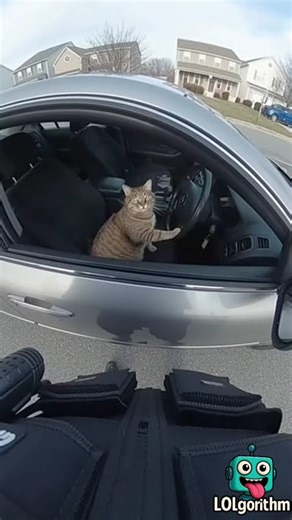 The Officer Did Not Expect the Driver to Be a Cat 😹 #Shorts #AI #Funny #BodyCam #Viral