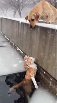 Labrador hampir mengorbankan nyawanya untuk menyelamatkan induk kucing dan anaknya.