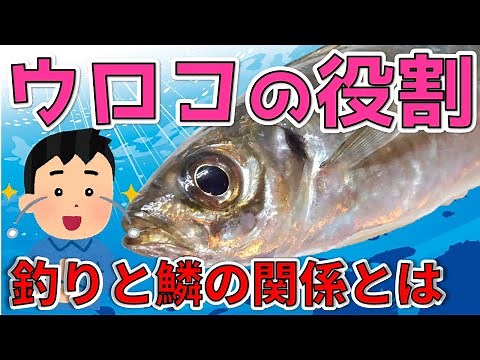 [The role of scales] Various functions of the armor that protects the fish body from injuries and...