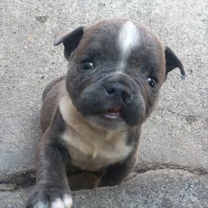 Tiny Cleftie Puppy Grows Up Into A BIG Boy