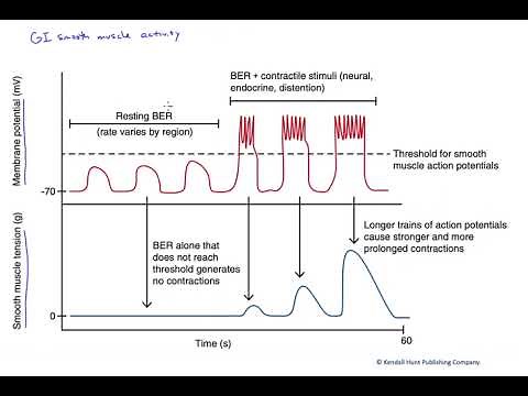 Gastrointestinal smooth muscle activity