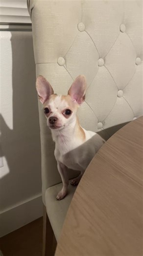 Sitting on the table like a hooomann #peanutbabycakes #funnyvideos