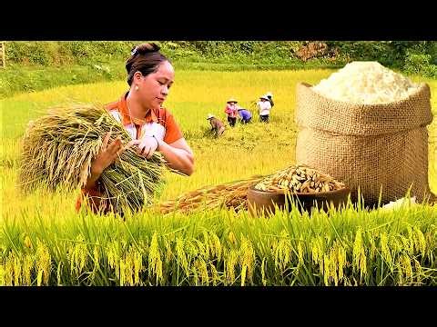 Harvesting Golden Rice & Traditional Cooking - Village Life 🌾🔥✨