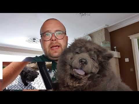 7 Things You Need To Know About Chow Chows