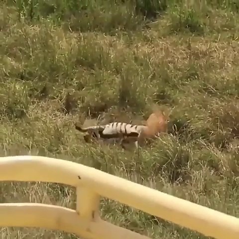 Heart-Warming Zebra Mother Saves Her Cub from Lion