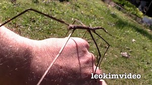 Bug Fact: The Giant Walking Stick’s natural camouflage makes them difficult for predators to detect, but many species have a secondary line of defence in the form of startle displays, spines or toxic secretions. #UseVapeNotFake | VAPE Insect Repellent | Facebook