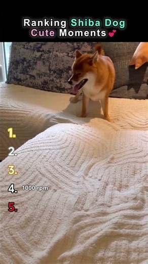 Ranking Shiba Dogs Cute Moments❤️ #shibaholic #shibainu #dogshorts #youtubeshorts #viral #柴犬 #しばいぬ