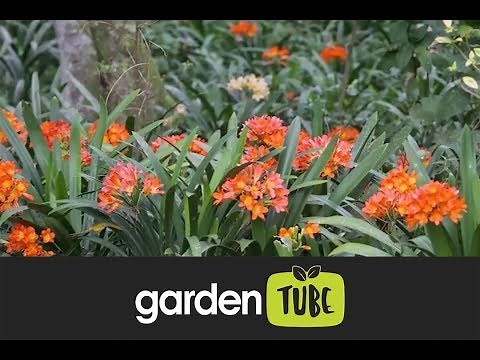 Propagating Clivias In Spring
