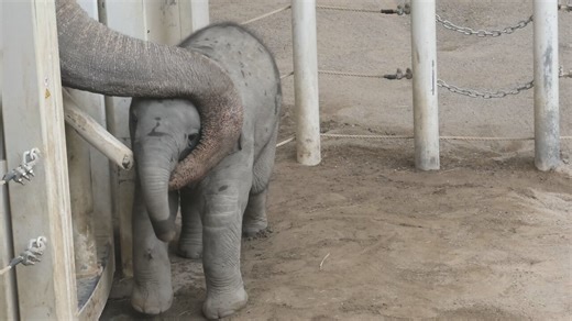 310K views · 10K reactions | This is the baby Elephant Otto from the...