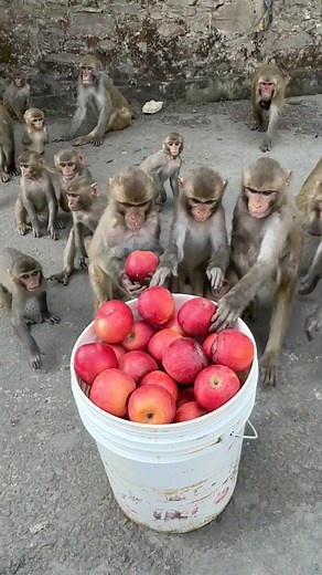 Feeding Wild Monkeys - Fun Animal Interaction