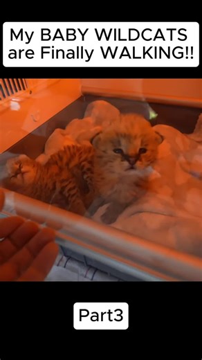 Baby Wildcat Takes First Steps - Part 3