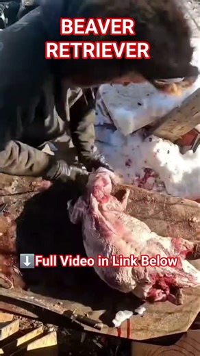 Skinning Beaver #beaverretriever