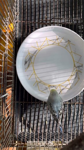 Parakeet Bathing #birds #blackfacebudgie #budgies #budgerigar #parrot #pets