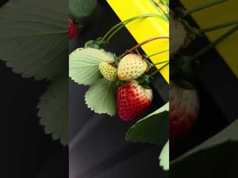 Update on DWC Hydroponic Tomato System (DWA)