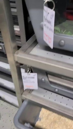 some silly snake names at the facility #snake #reptile #snakediscovery #bullsnake #cornsnake