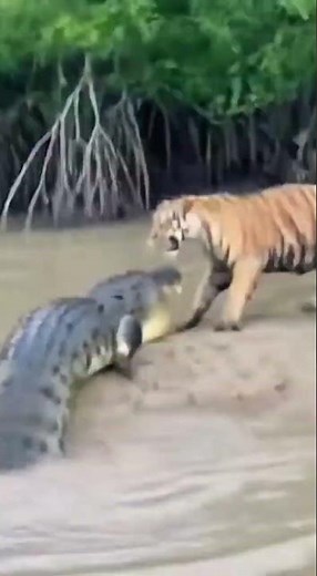 Don't Miss This EPIC Encounter Between Tiger and River Monster
