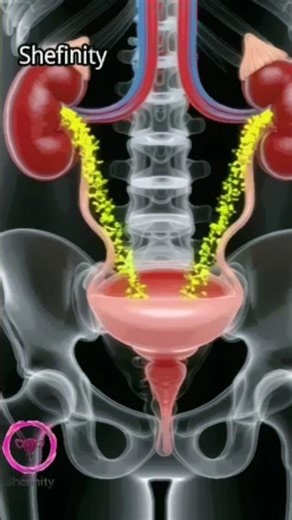 "Journey of Urine: Kidney to Bladder Explained!" only educational