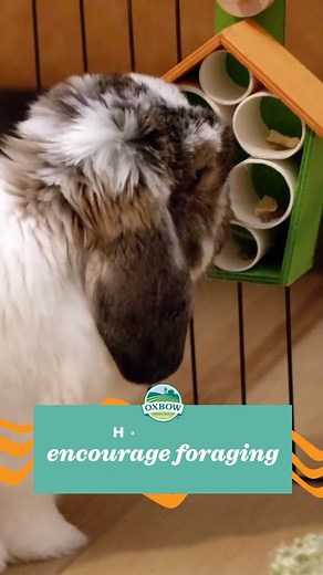Foraging is more than a trend, it’s an essential, instinctual activity for small pets like rabbits, guinea pigs, chinchillas, and rats. 🐰🐹🐭 When done right, foraging encourages natural behaviors and promotes mental and physical enrichment. But not all foraging products are created equal, some can even harm your pet’s health! Learn what safe, healthy foraging really means 👉 https://bit.ly/4nQaDmQ | Oxbow Animal Health