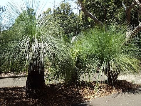 Plant ID: Grass Tree (Xanthorrhoea spp.)