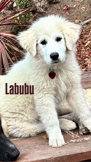 This is Labubu, a Great Pyrenees pup with fluff levels officially off the charts!🚀🐶 She is a confident, strong-willed Great Pyrenees puppy with a big, lovable personality. Already crate trained and sleeps peacefully through the night. She knows her basic cues—like sit and down-and is making great progress with her potty training. She’s affectionate with her people and enjoys playing with her furry friends. As she grows, she’ll need continued socialization and guidance to keep those guardian te