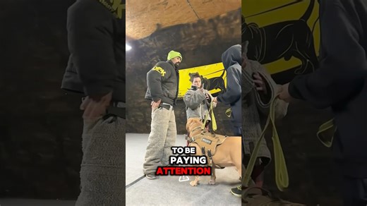 Fast dog recognizes a threat without even looking back