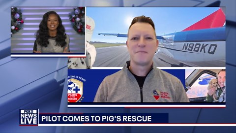 Stanley, the 250 lb pig, gets 2nd chance at life