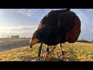 Hunting with My Harris Hawk | Best Catch of the Season!