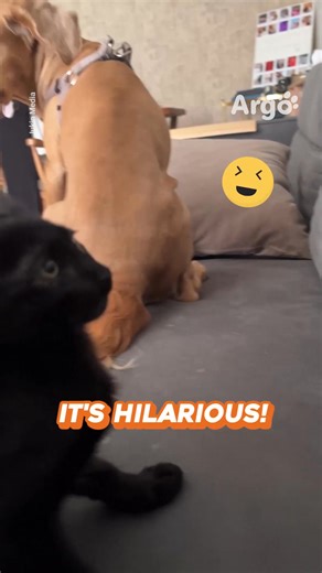 Check out this cat's reaction 😹 | Argo Pets