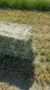 2.1M views · 28K reactions | Nothing to see here, just some premium teff being baled! Message to get your teff today #hay #summer #itchy #farming #baling #green #fun | Farmers Feed LLC | Facebook