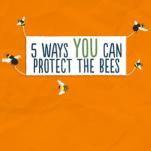 Show off your green fingers and bee at one with nature (sorry, we couldn’t help ourselves) by protecting our bees with these five easy tips. The more bees and other pollinators we have in the world, the better! 🐝 After all, our bees in particular are responsible for pollinating 75% of our main food crops worldwide. What are your favourite wildlife and bee saving tips? We’re almost certain Soil Association has a few good ones. #OrganicSeptember | Clipper Teas