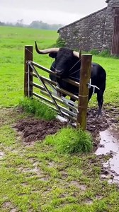 Close Call in County Cork: Bull Charges During Storm Cork, Ireland – November 10, 2024 A terrifying moment was captured on a farm in Ireland when a bull turned on its owner during a storm. The footage shows the farmer, dressed in a wool sweater and wellies, fixing a broken fence line near an old stone barn. The pen is a quagmire of mud. Without warning, the black bull lowers its massive horns and sprints across the enclosure. The farmer jumps back just as the animal slams into the fence, the for