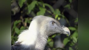 Weird, True, and Freaky Season 4 Episode 1