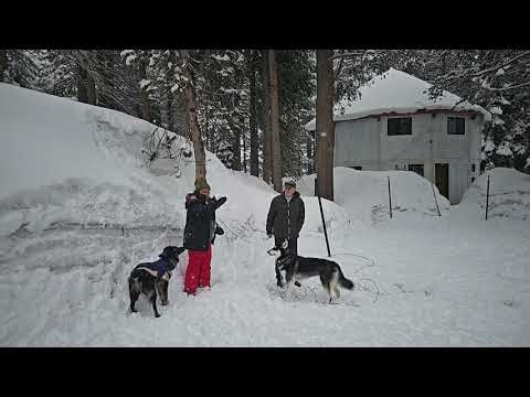 HUSKY AND AUSTRALIAN SHEPHERD HOW TO PLAY IN THE SNOW #snow